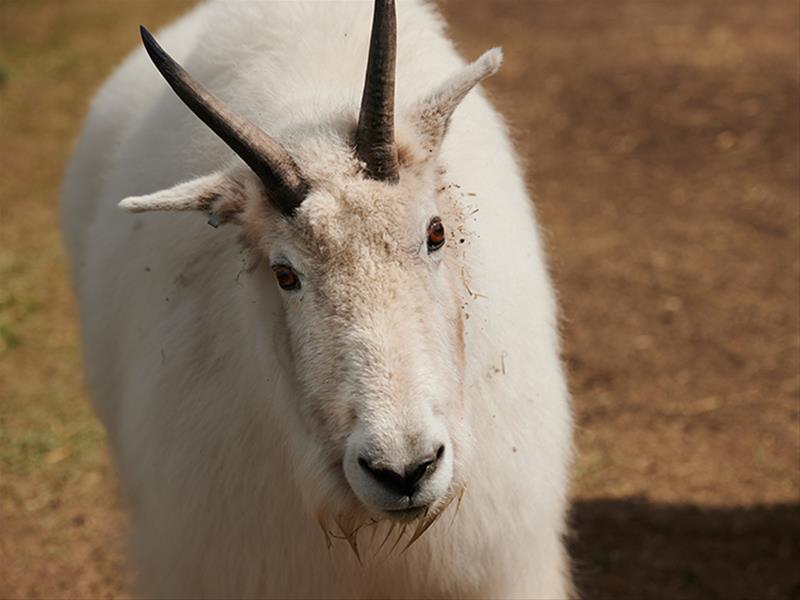 Saskatoon Forestry Farm Park & Zoo