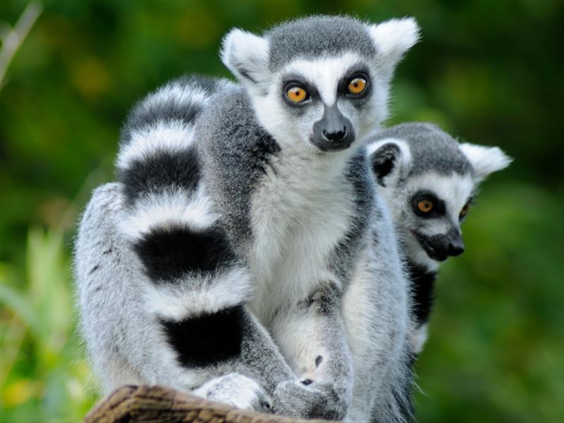 Saskatoon Forestry Farm Park & Zoo