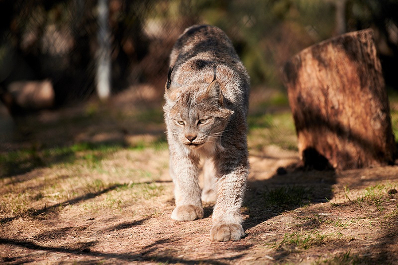 Saskatoon Forestry Farm Park & Zoo