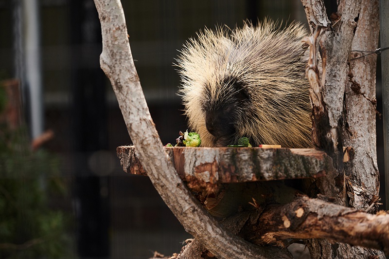 Saskatoon Forestry Farm Park & Zoo