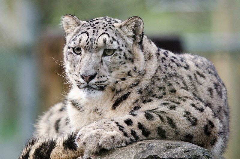 Saskatoon Forestry Farm Park & Zoo