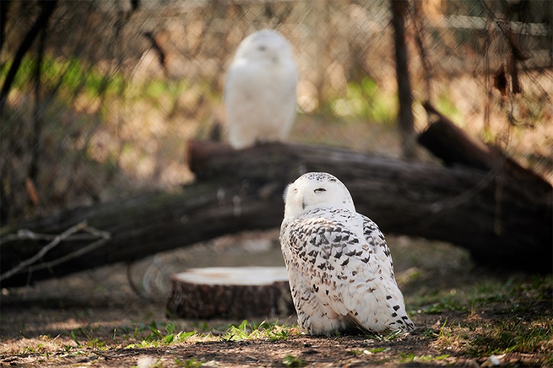 Saskatoon Forestry Farm Park & Zoo