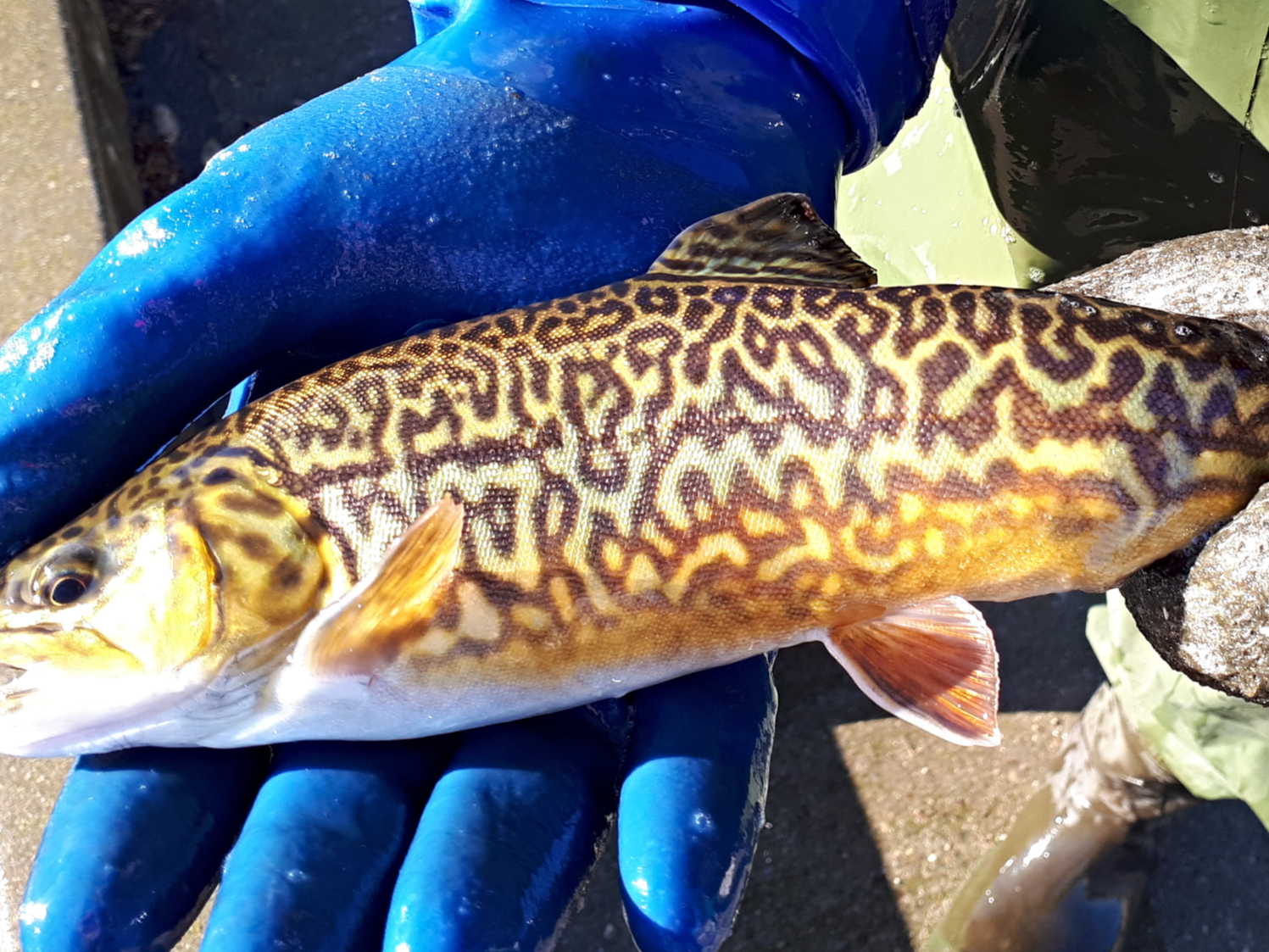 Saskatchewan Fish Hatchery