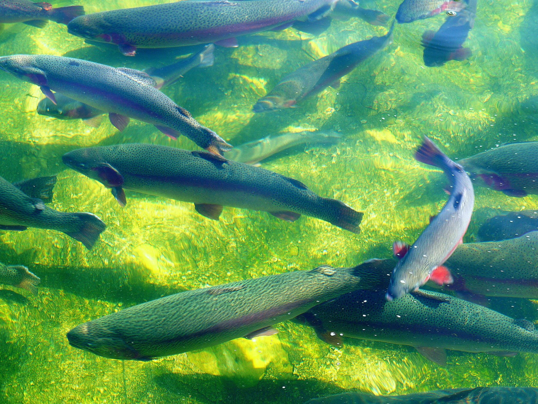 Saskatchewan Fish Hatchery