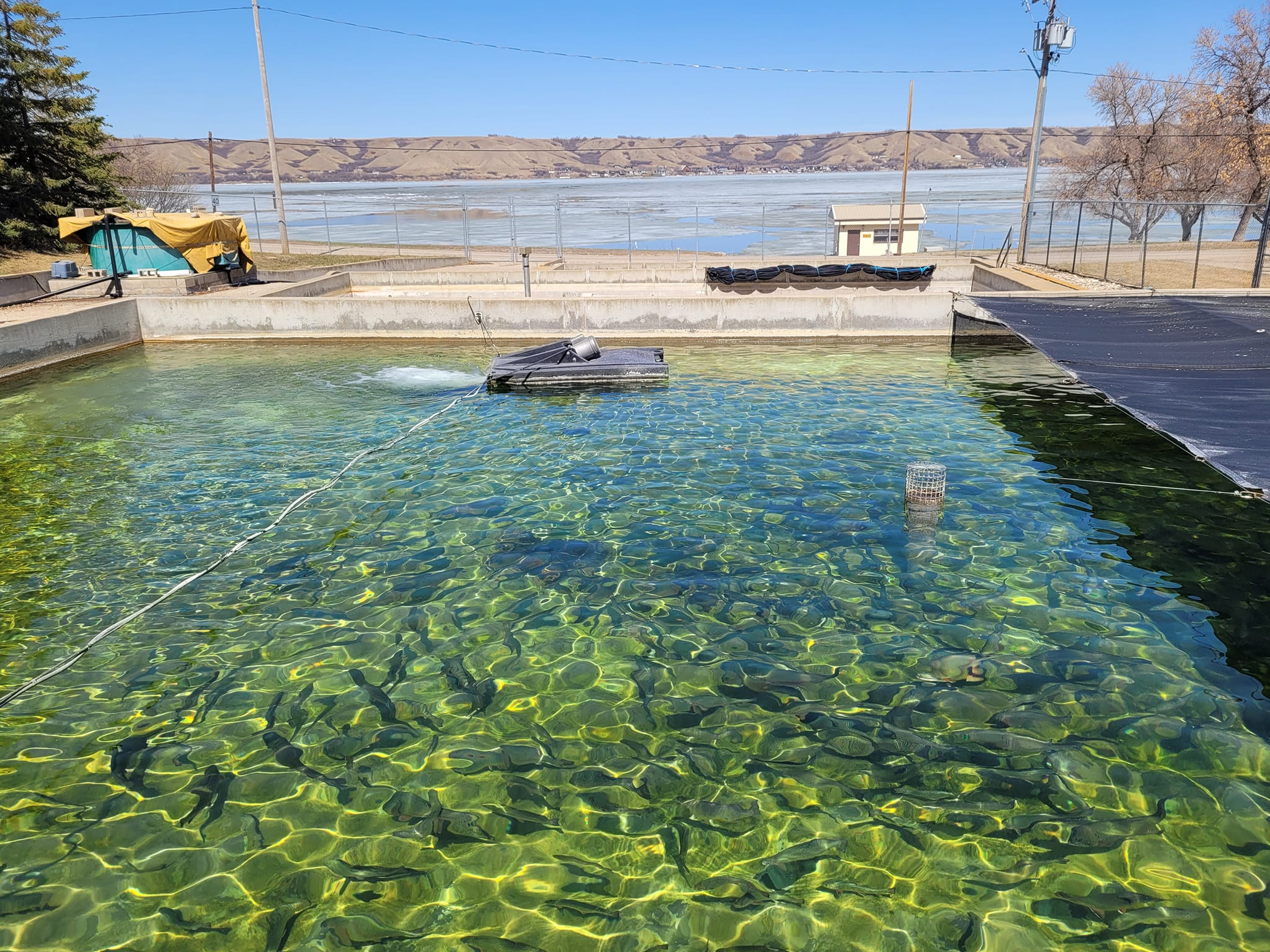 Saskatchewan Fish Hatchery