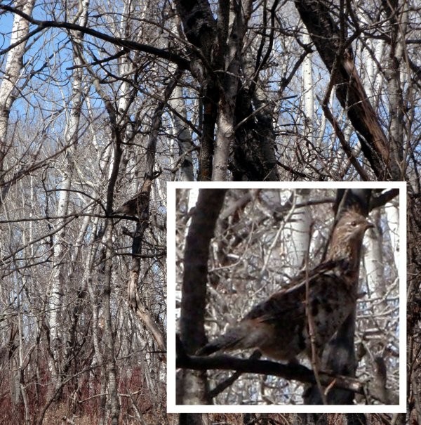 Saskatchewan Birding Trail - Prairie to Pine Corridor - Spruce Grouse