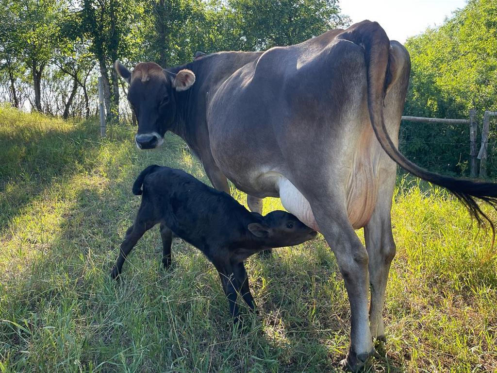 Sage Valley Farm