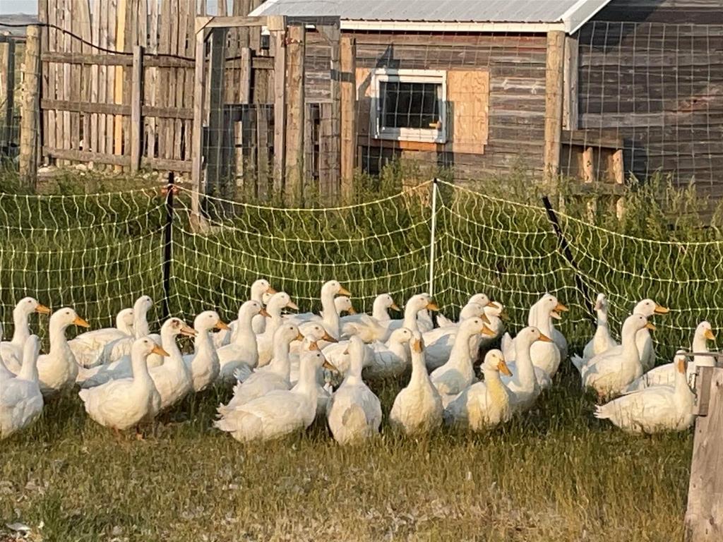 Sage Valley Farm