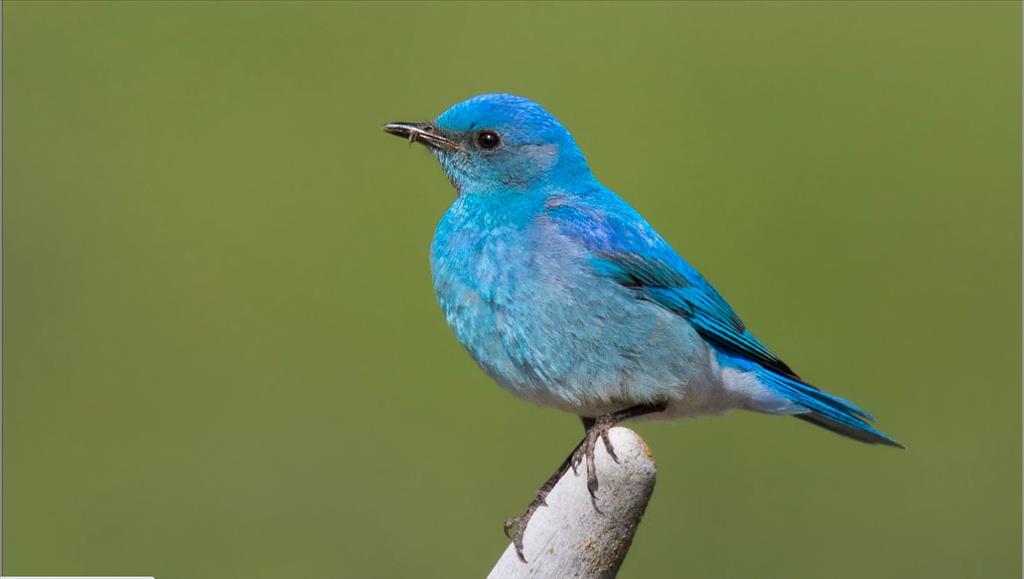 Saskatoon Custom Bird Tours - Mountain Bluebird 2 by Nick Saunders