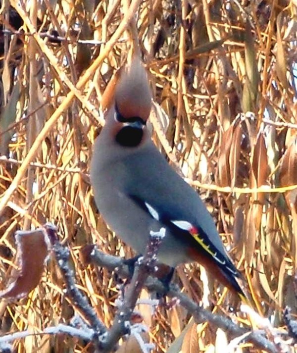 Saskatchewan Birding Trail - Prairie to Pine Corridor - Bohemian Waxwing