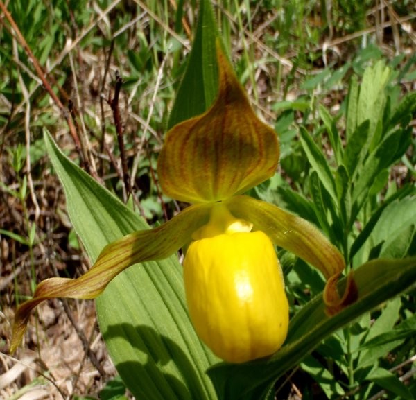 Saskatchewan Birding Trail - Prairie to Pine Corridor - Lady Slipper