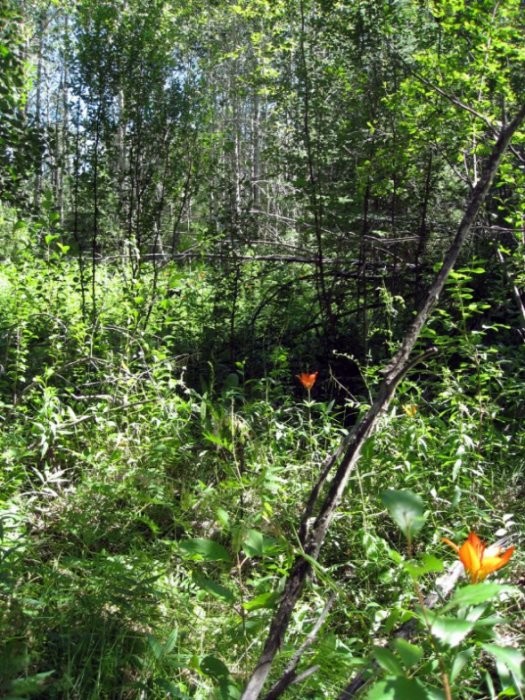 Saskatchewan Birding Trail - Prairie to Pine Corridor - Lilies