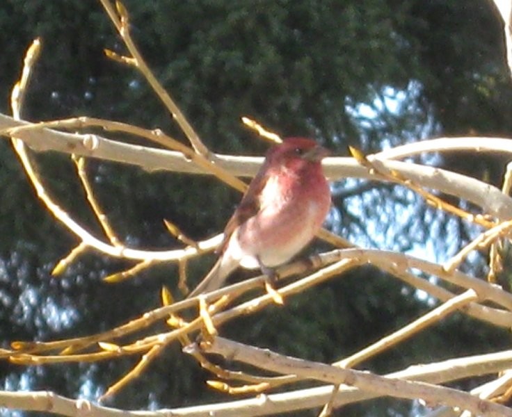 Saskatchewan Birding Trail - Prairie to Pine Corridor - Purple Finch