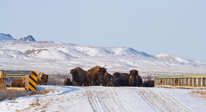 Sky Story Bed & Breakfast, Bison at Grasslands National Park; Photo: James Page