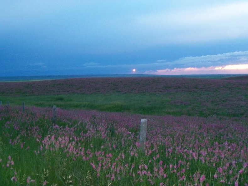 Sainfoin, a forage crop grown in the Spring Valley area