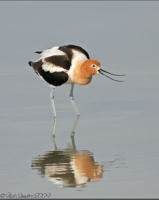 Saskatoon Custom Bird Tours