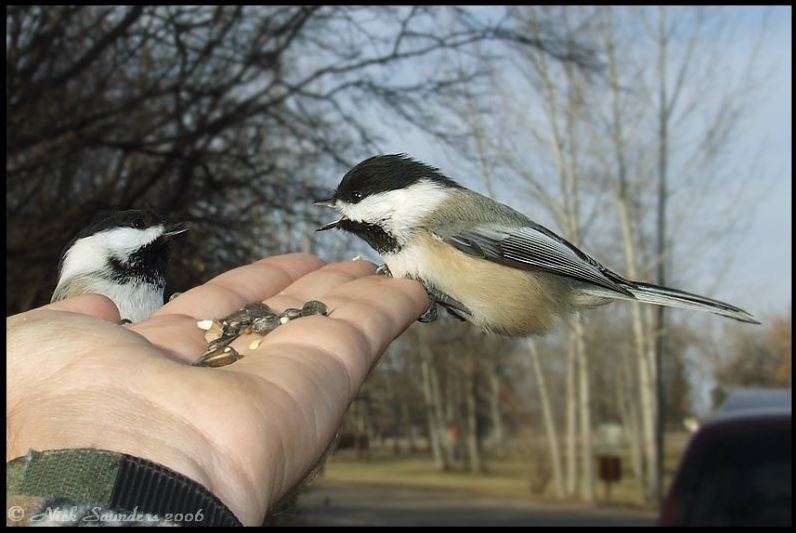 Saskatoon Custom Bird Tours