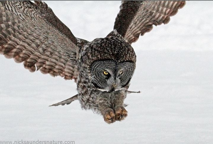 Saskatoon Custom Bird Tours