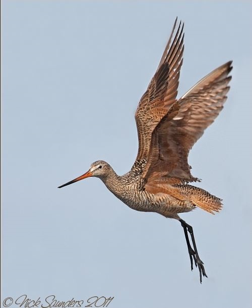 Saskatoon Custom Bird Tours