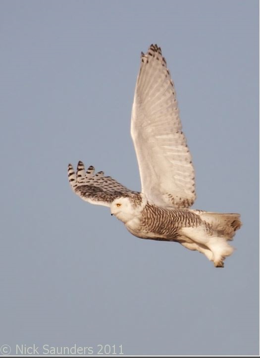 Saskatoon Custom Bird Tours