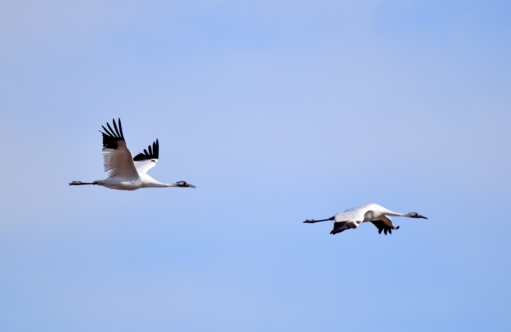 Saskatoon Custom Bird Tours