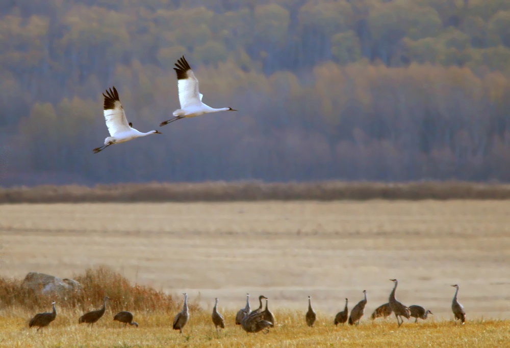 Saskatoon Custom Bird Tours