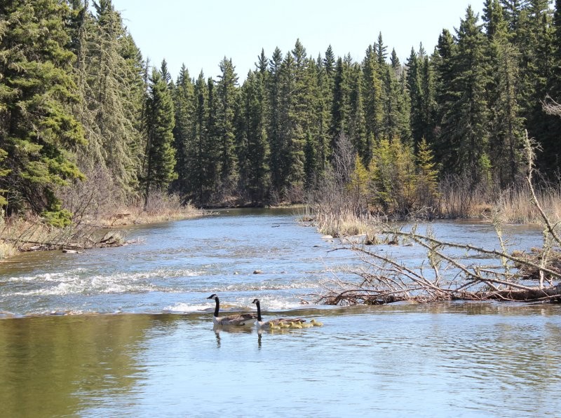 The Suites at Waskesiu - Geese on the Waskesiu River