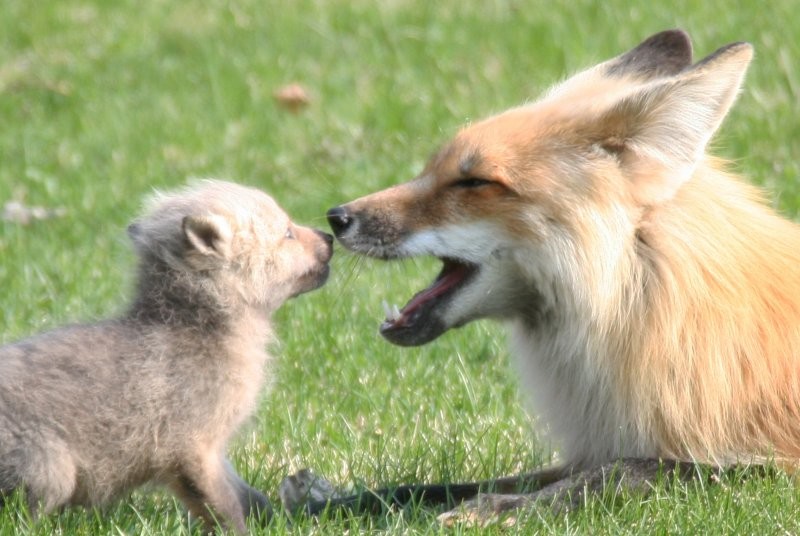 The Suites at Waskesiu - Our Fox Family Neighbours Spring 2012