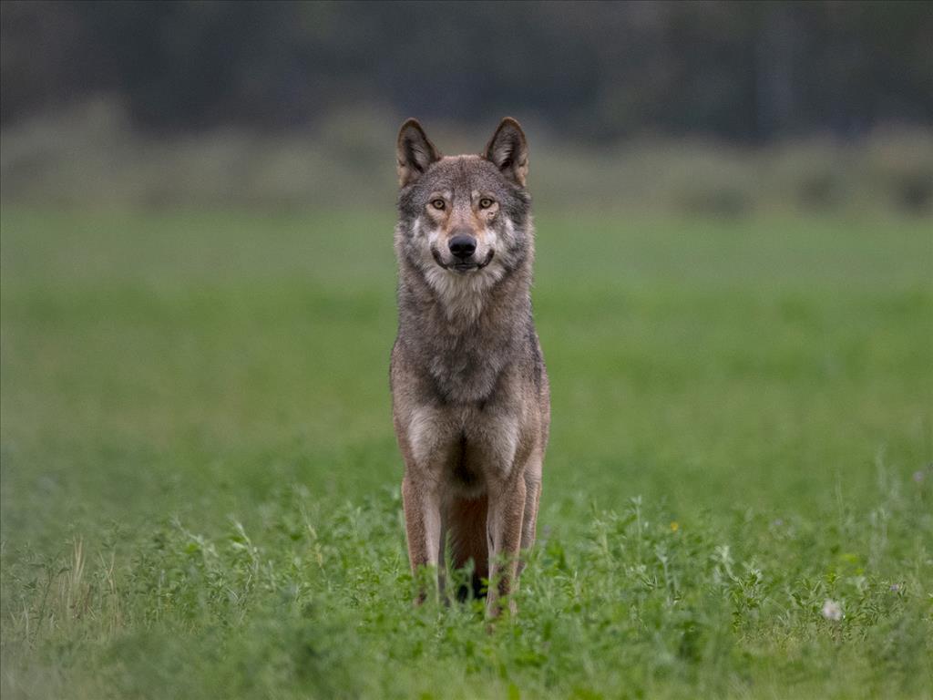 All in the Wild Gallery - Thankful Soul