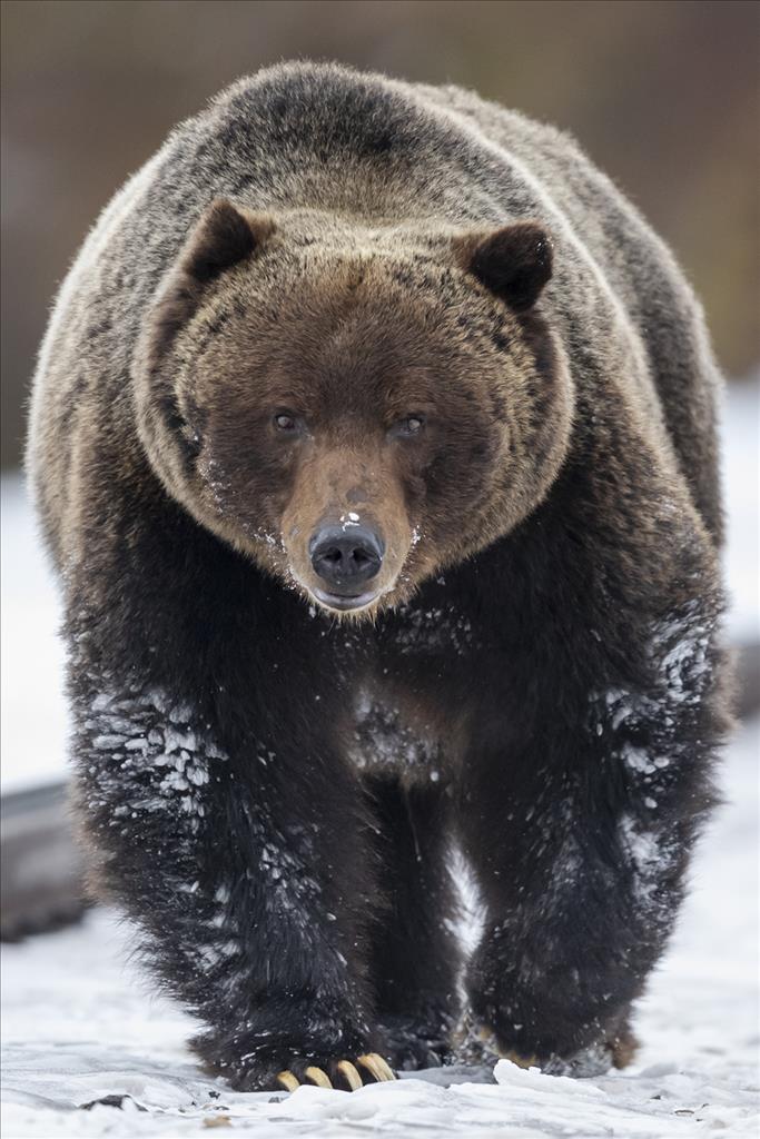 All in the Wild Gallery - The Boss of Banff