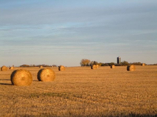 Waldheim - Bales in field - We are a farming community - Fall is our time of year.