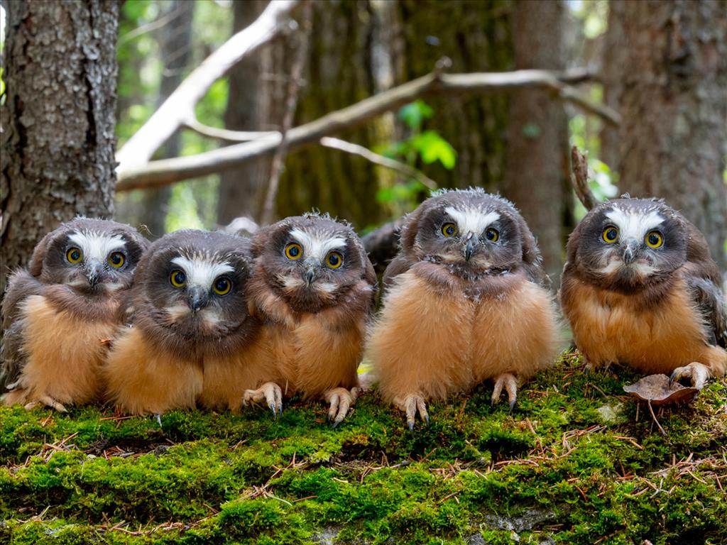 All in the Wild Gallery - We're Owl In This Together