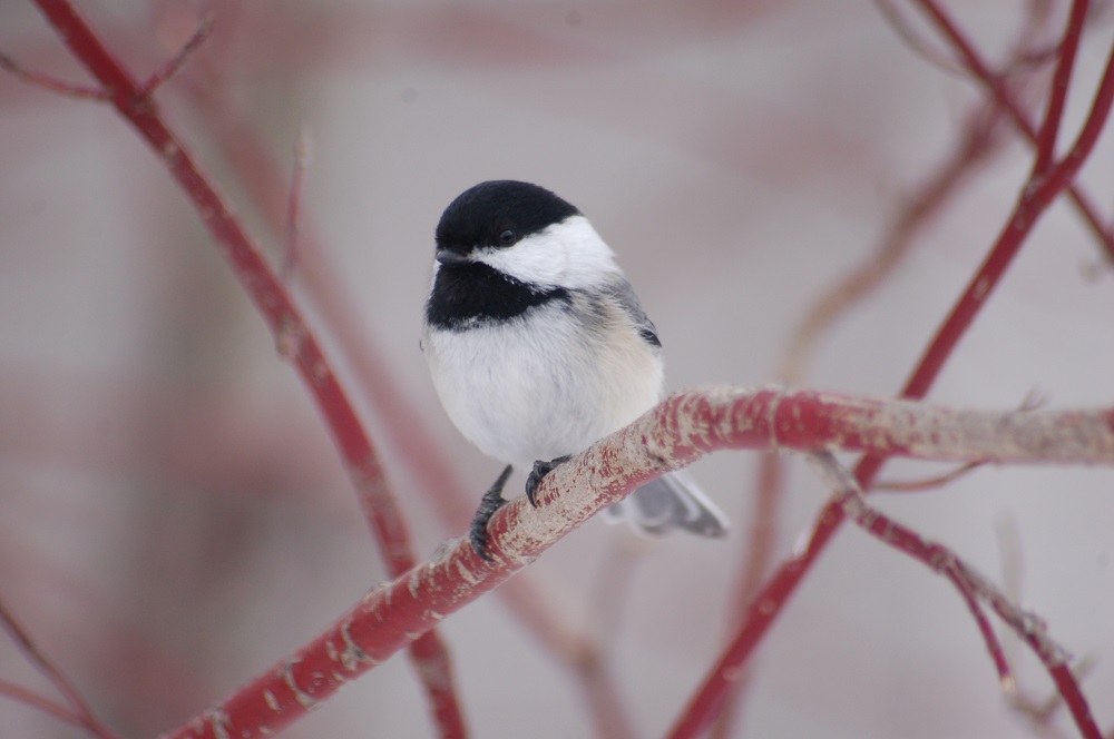 Wild Birds Unlimited Nature Shop - Chickadee