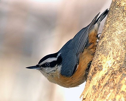 Wild Birds Unlimited Nature Shop - Nuthatch