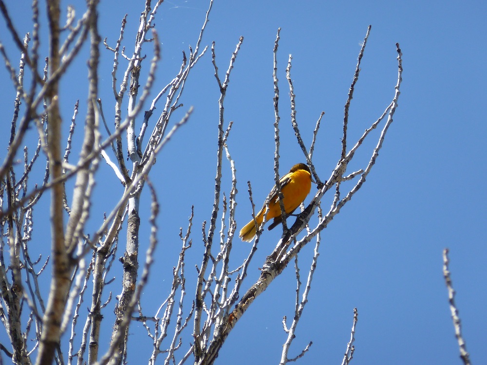 Willowbend Campground & Cabins - Birdwatching opportunities