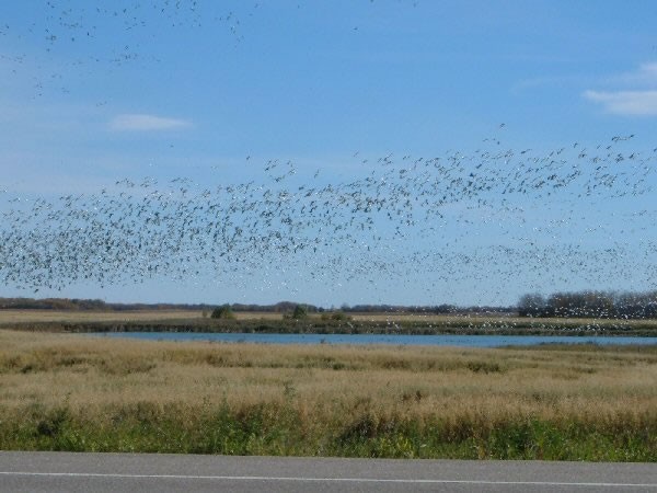 Just out of town we have water bodies which are home to thousands of birds.