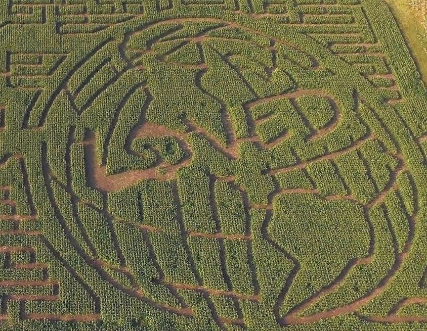 Youth Farm Corn Maze