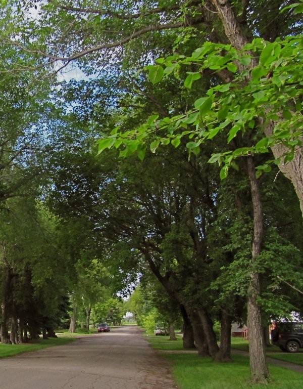 Balcarres - One of the lovely streets