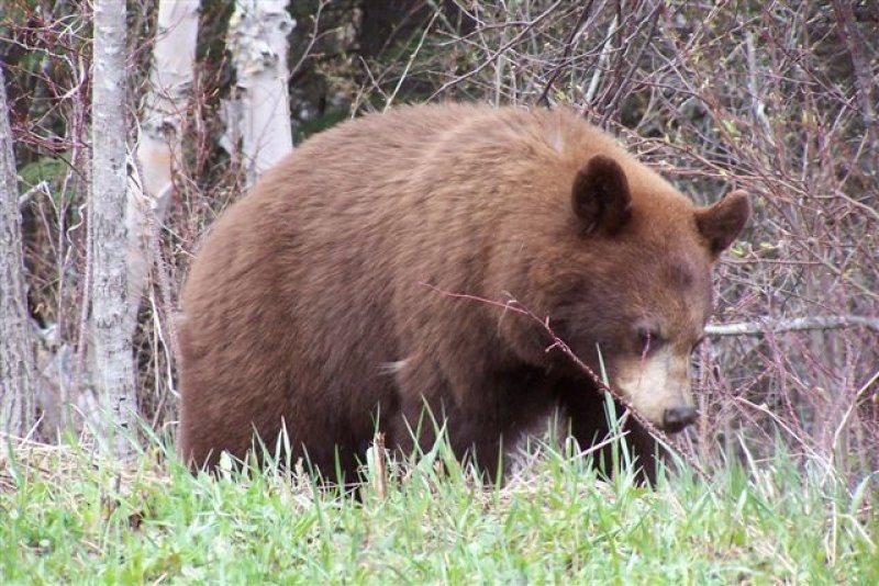 Bear Paw Outfitters