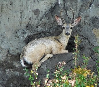 Mule deer buck on cliff.