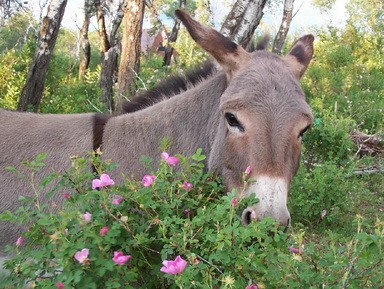 Willow Creek Guest Ranch 