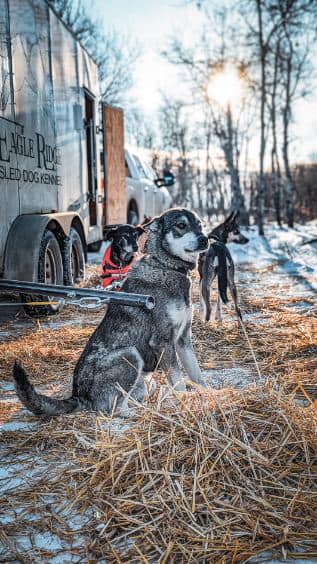 Eagle Ridge Dog Sled Tours