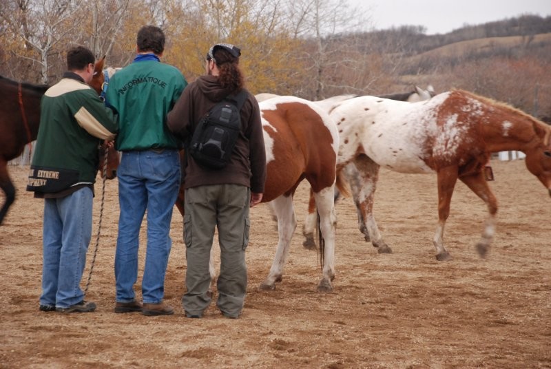 Harness your Horsepower - All exercises take place on the grounds (not riding) in a safe non-threatening environment.