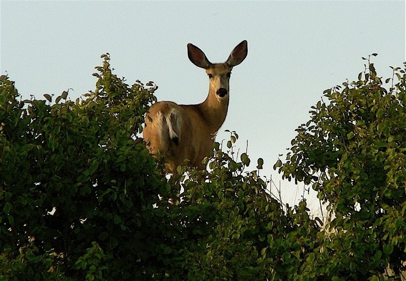 Mule deer doe, Chief Whitecap Park. photo Meewasin L. Saunders