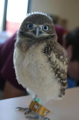 Burrowing Owl - 38 Days Old