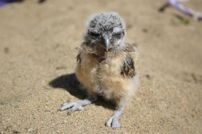 Burrowing Owl - 17 Days Old