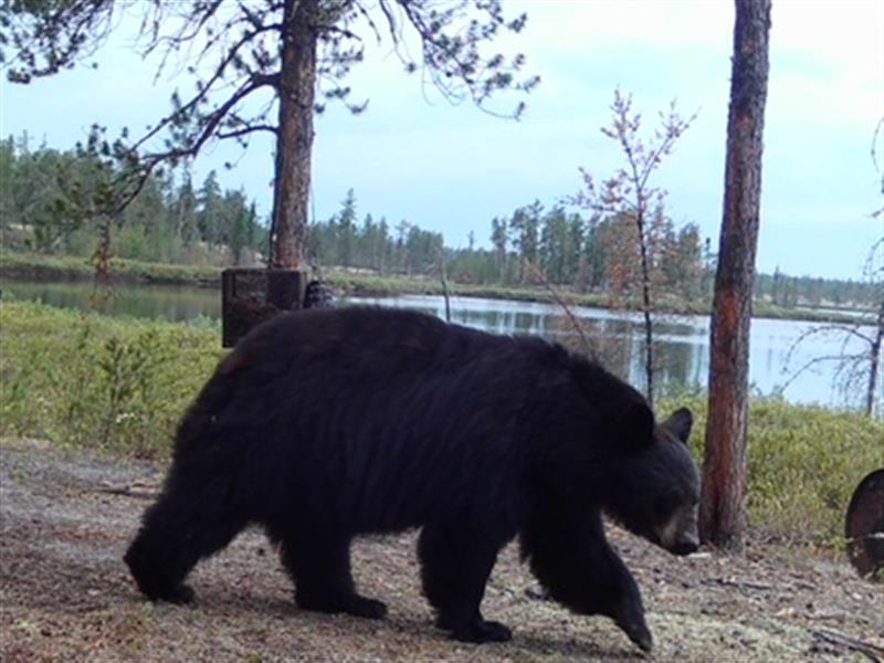 Northern Frontier Adventures/Dufferin Lake Lodge