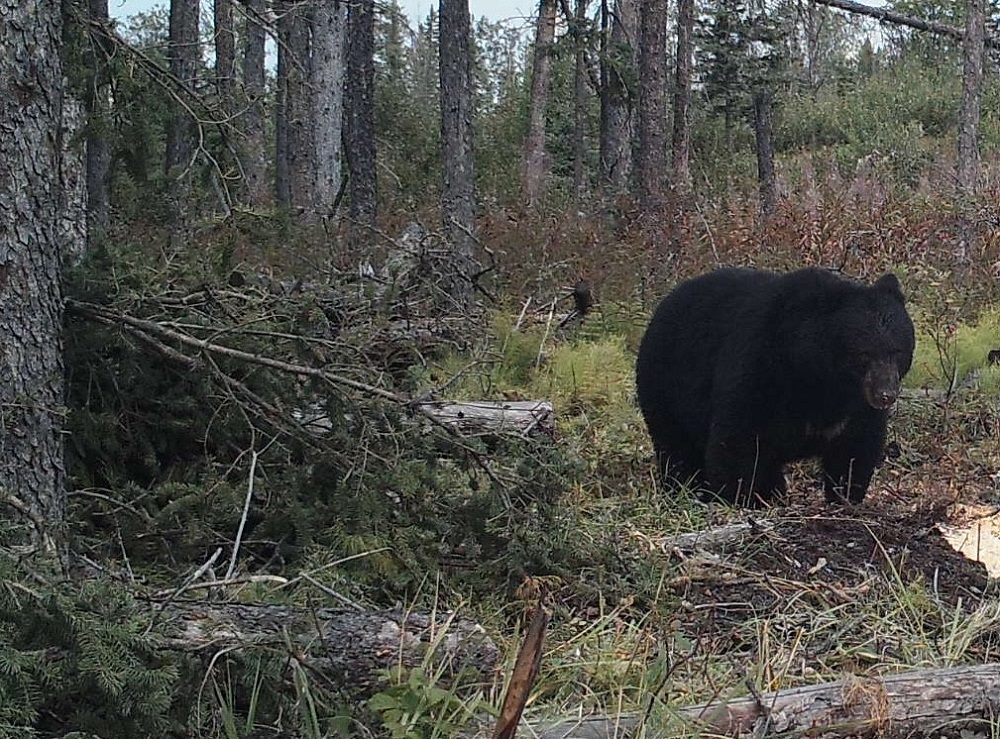 Otter Creek Outfitters