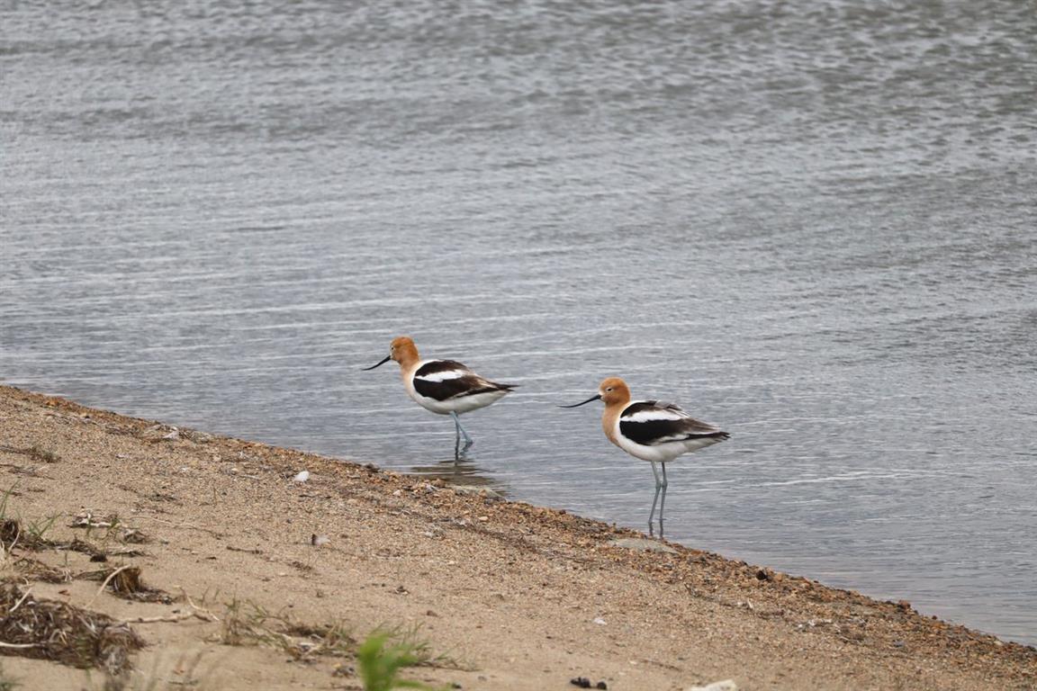 Quill Lakes International Bird Area