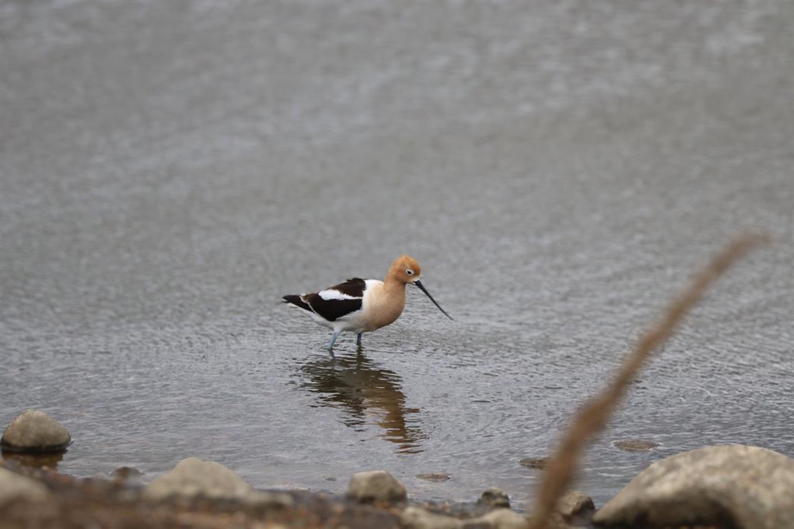 Quill Lakes International Bird Area